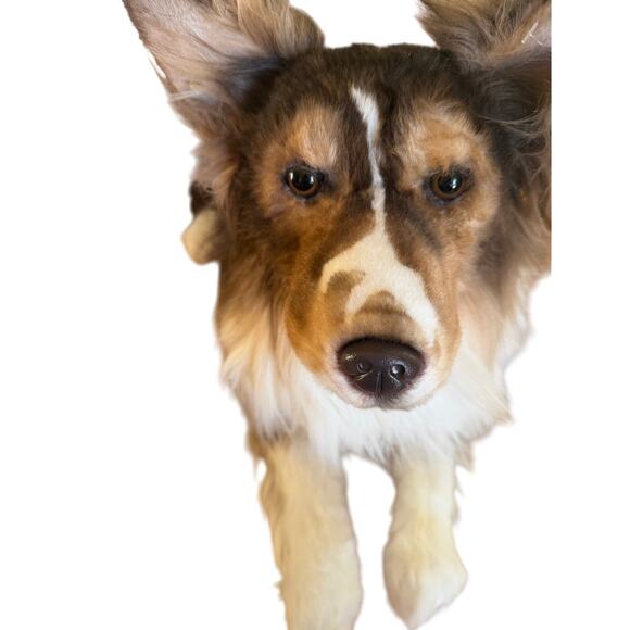 Cuddle Clones Shetland Sheepdog| SHELTIE| REALISTIC HANDCRAFTED| Plush 26" - Picture 2 of 15